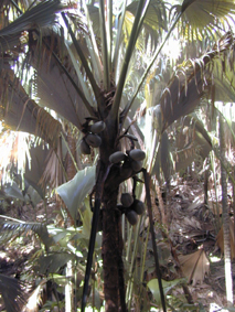 Palm Tree in Vallée de Mai